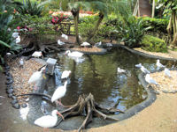 Busch Gardens Tampa Bay - Bird Gardens
