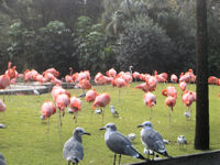 Busch Gardens Tampa Bay - Flamingo Island