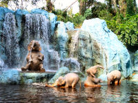 Walt Disney World's Magic Kingdom - Jungle Cruise